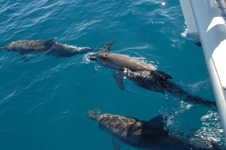 Fraser Island & Dolphin Sailing Adventure - photo