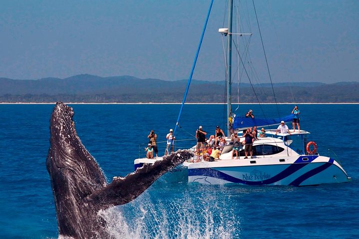 Hervey Bay Exclusive Whale Watch Encounter - photo