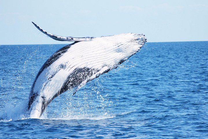 Freedom Whale Watch Cruise - Hervey Bay - photo