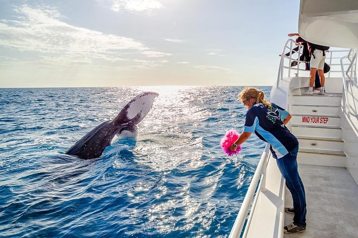 Hervey Bay Whale Watching Experience - photo